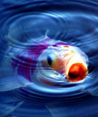 Pond Koi Fish