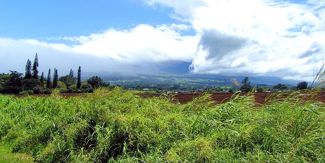 sugar cane in Maui