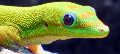 gecko maui | bed & breakfast