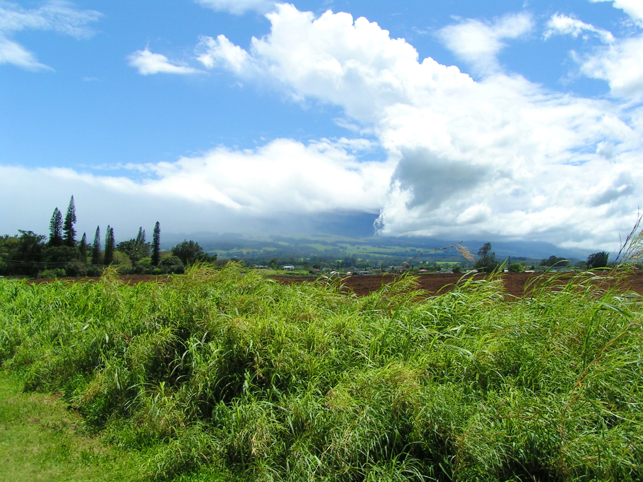 Central Maui's B&B Vacation Guide and Directory Bed & Breakfast