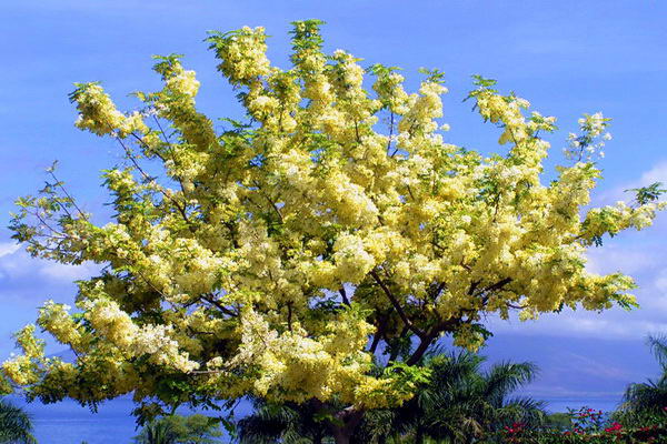 Maui shower tree vacation