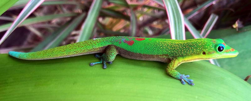 another gecko on maui