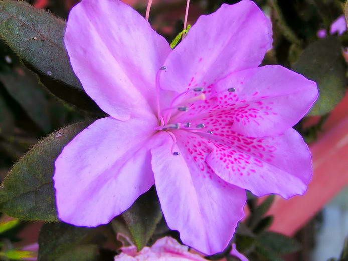 beautiful Maui flowers