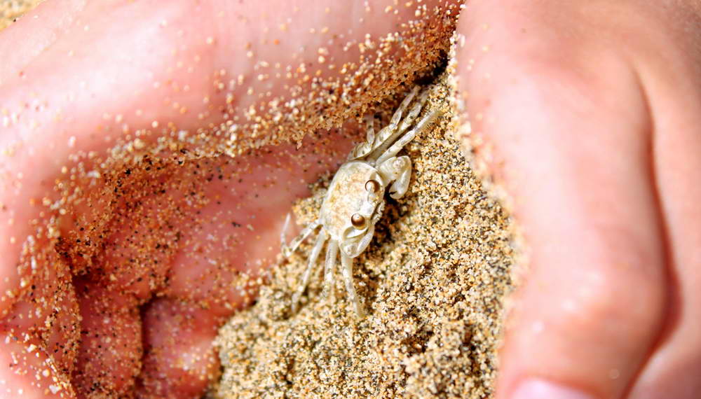 hawaii sand crab